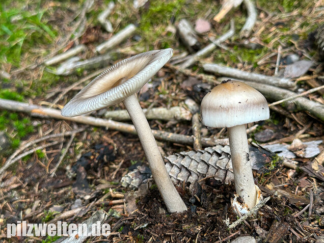Zweifarbiger Scheidenstreifling, Unterteilter Streifling, Amanita battarrae