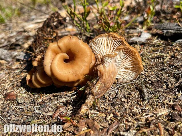 Aniszähling, Lentinellus cochleatus