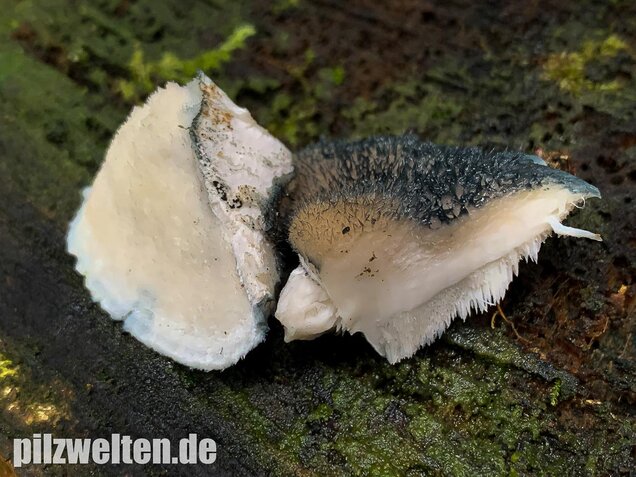Blauender Saftporling, Postia caesia