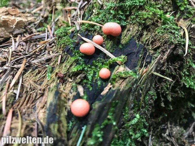 Blutmilchpilz, Lycogala epidendrum