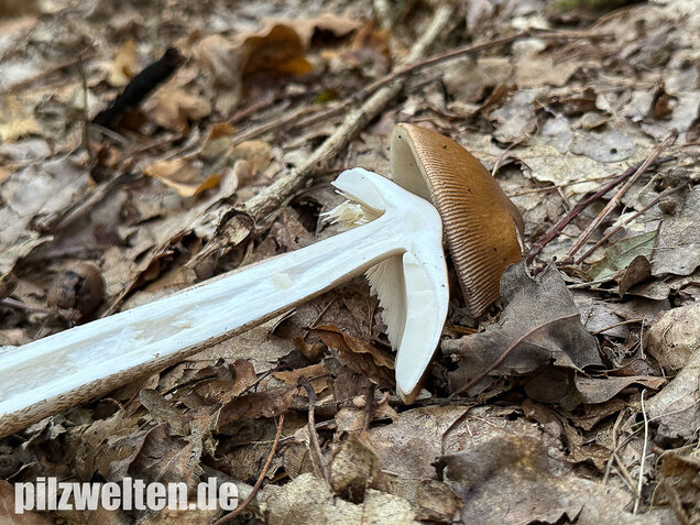 Brauner Riesenscheidenstreifling, Amanita spadicea