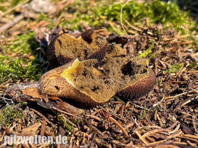Brauner Stäubling, Lycoperdon umbrinum
