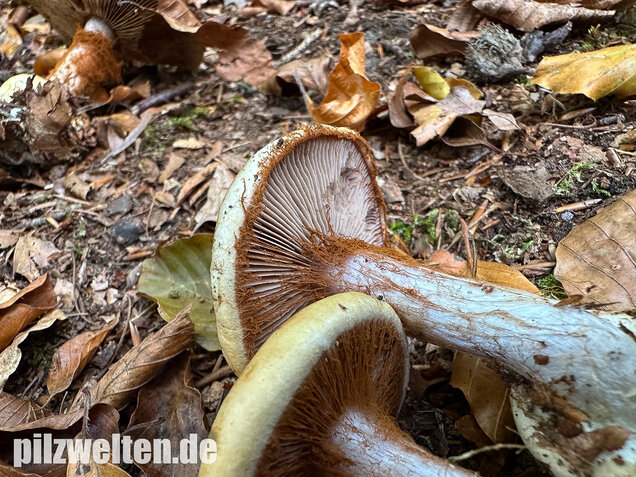 Buchenklumpfuß, Cortinarius anserinus