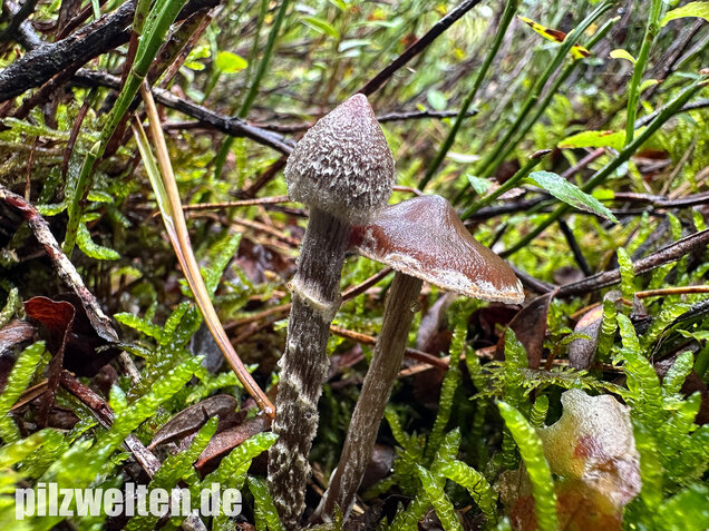 Duftender Gürtelfuß, Pelargoniengürtelfuß, Cortinarius flexipes