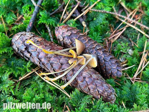 Orangeschneidiger Helmling, Feuriger Helmling, Mycena aurantiomarginata