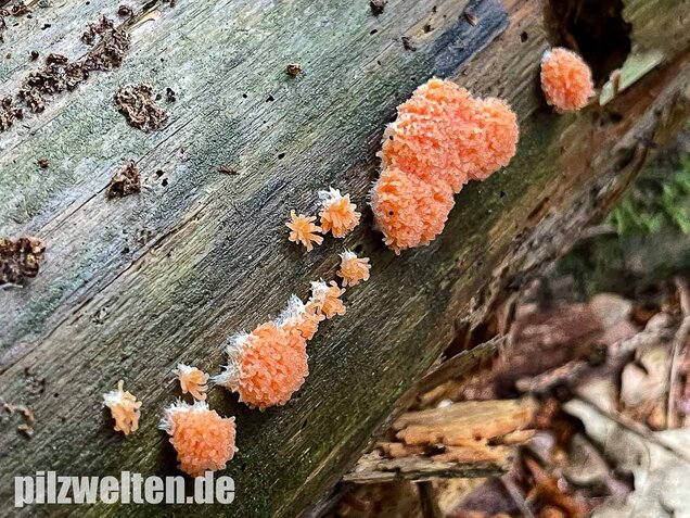 Fischeierschleimpilz, Tubifera ferruginosa