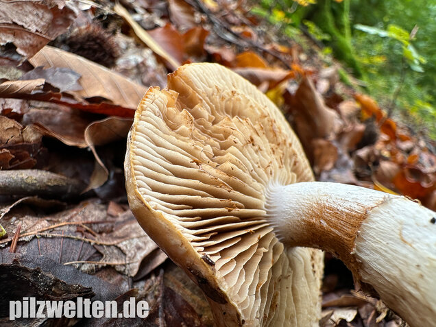 Fuchsigbrauner Schleimkopf, Phlegmacium vulpinum