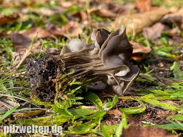 Gefurchte Lorchel, Helvella sulcata