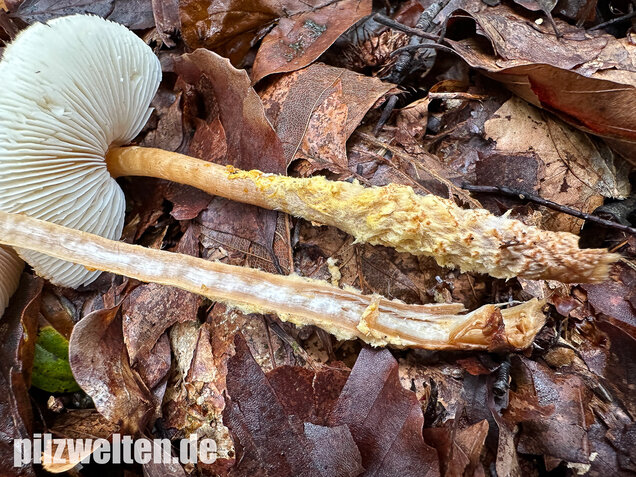 Gelbflockiger Wollstielschirmling, Lepiota magnispora