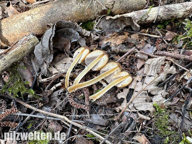 Glimmertintling, Coprinellus micaceus