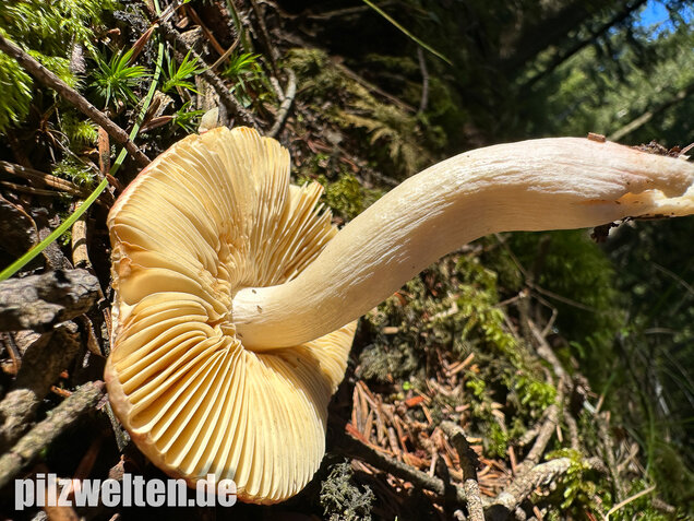 Hohlstieltäubling, Weißtannentäubling, Russula cavipes