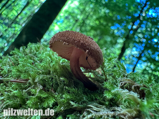 Igelschüppchenschnitzling, Phaeomarasmius erinaceus