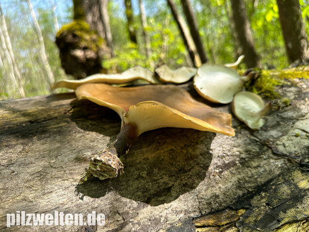 Kastanienbrauner Stielporling, Süßriechender Porling, Picipes badius