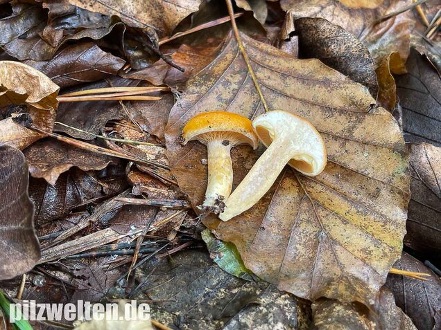 Lärchenmilchling, Lactarius porninsis
