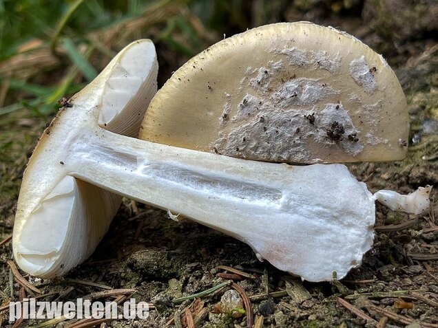 Narzissengelber Knollenblätterpilz, Amanita gemmata