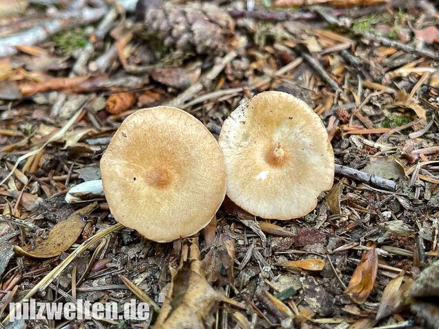 Ockerbrauner Trichterling, Infundibulicybe gibba