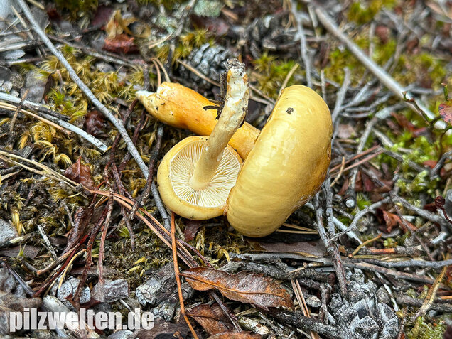 Ockergelber Schleimschirmling, Zhuliangomyces ochraceoluteus