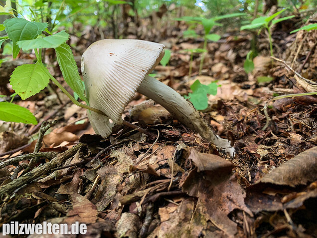 Ockergrauer Scheidenstreifling, Amanita lividopallescens