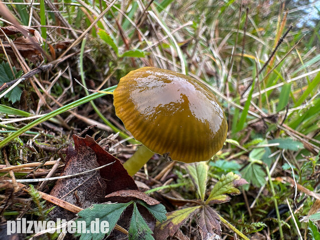 Papageigrüner Saftling, Papageiensaftling, Gliophorus psittacinus