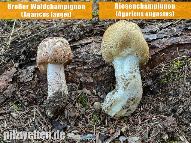 Großer Waldchampignon, Agaricus langei