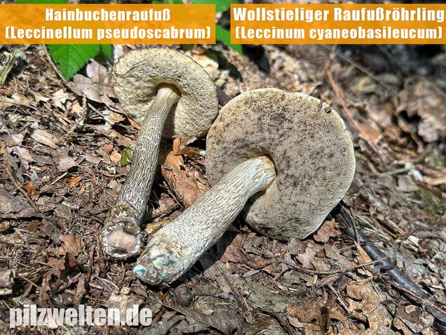 Hainbuchenraufuß, Leccinellum pseudoscabrum