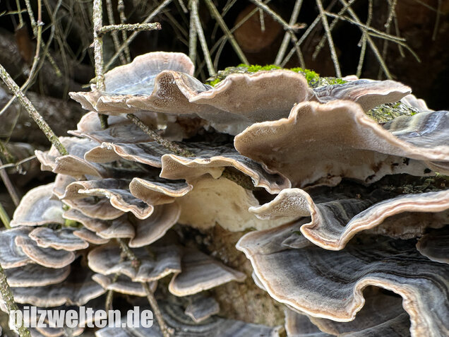 Schmetterlingstramete, Turkey tail mushroom, Trametes versicolor