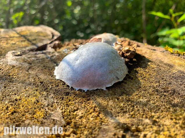 Stäublings-Schleimpilz, Enteridium lycoperdon