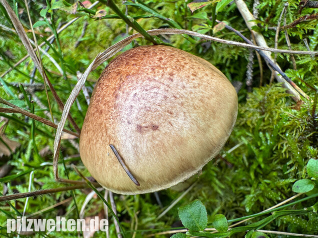 Stinkender Schleimkopf, Gelber Schleimkopf, Phlegmacium mussivum