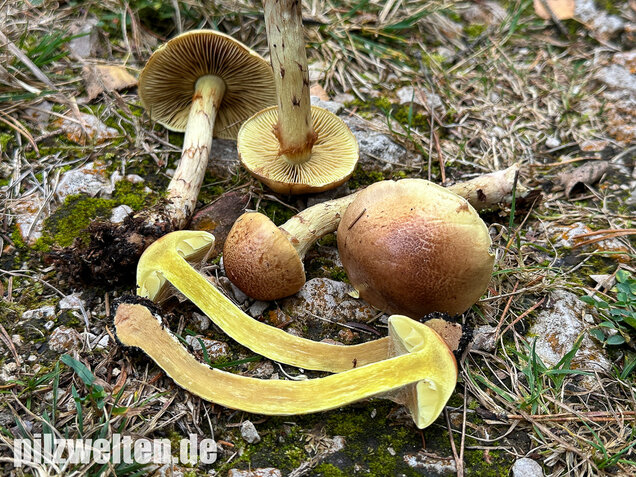 Stinkender Schleimkopf, Gelber Schleimkopf, Phlegmacium mussivum