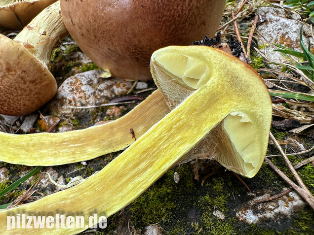 Stinkender Schleimkopf, Gelber Schleimkopf, Phlegmacium mussivum