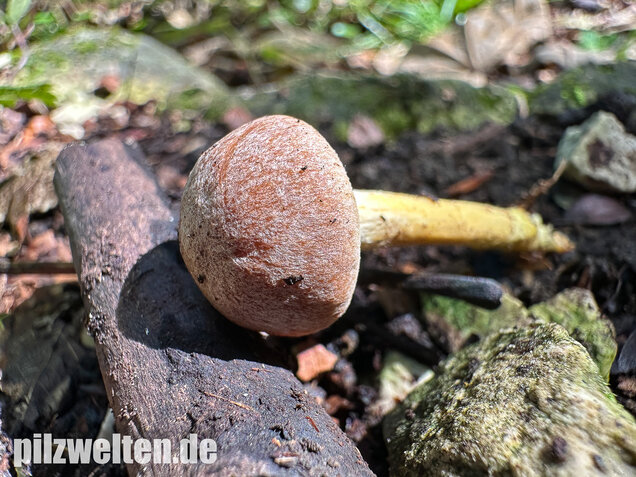 Violettbrauner Schwefelritterling, Tricholoma bufonium