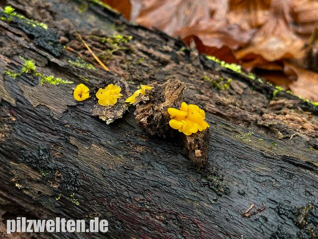 Weiden-Stängelbecherchen, Hymenoscyphus conscriptus