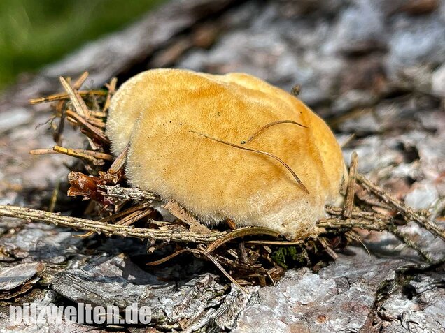 Weißer Polsterpilz, Postia ptychogaster