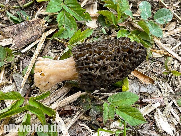 Spitzmorchel, Morchella elata, Morchella conica
