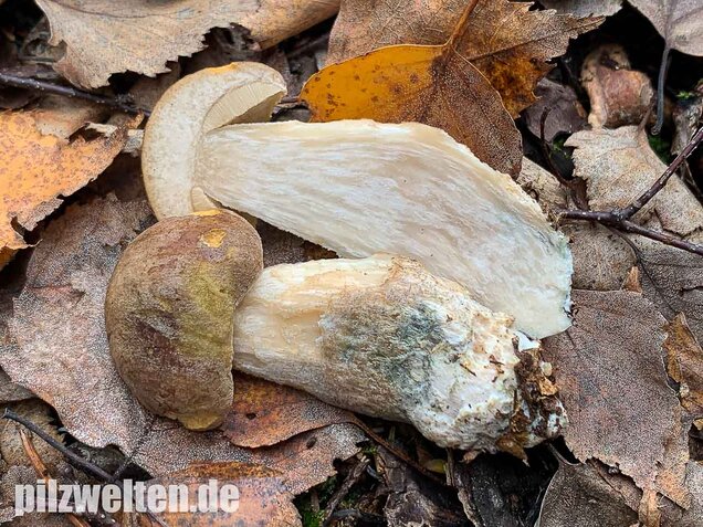 Wollstieliger Raufußröhrling, Leccinum cyaneobasileucum