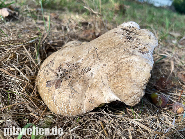 Wurzelnder Bitterröhrling, Caloboletus radicans