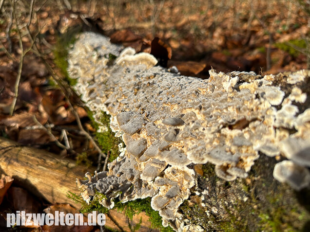 Angebrannter Rauchporling, Bjerkandera adusta