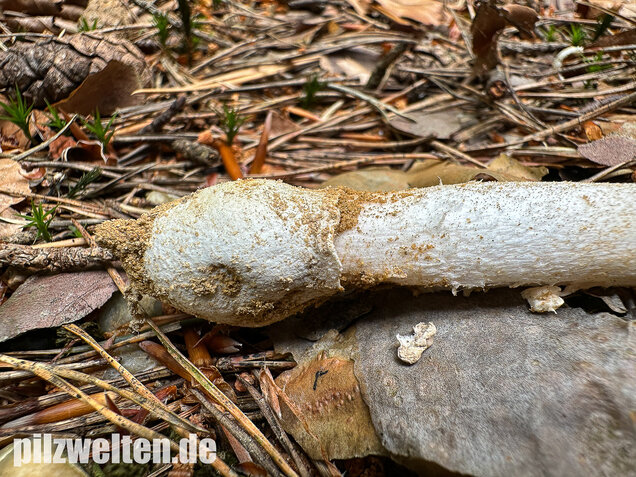 Narzissengelber Knollenblätterpilz, Amanita gemmata