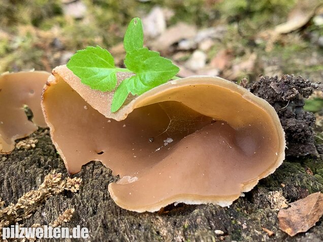 Buchenwaldbecherling, Peziza arvernensis