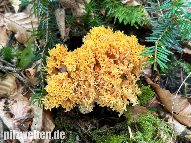 Gelbwerdende Koralle, Rosagelbliche Koralle, Ramaria flavescens