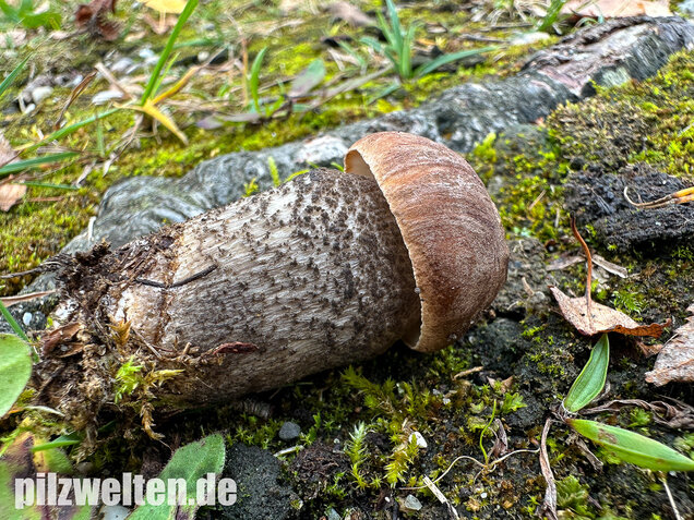 Gemeiner Birkenpilz, Langfuß, Birkenraufuß, Leccinum scabrum