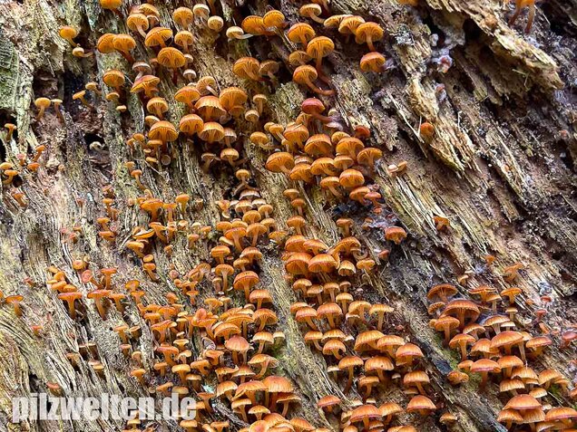 Geselliger Glöckchennabeling, Xeromphalina campanella