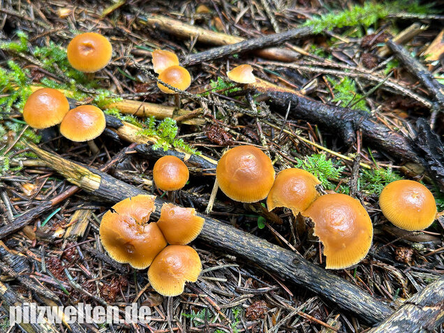 Gifthäubling, Nadelholzgifthäubling, Galerina marginata