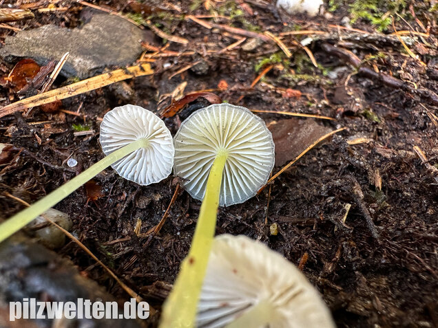 Gummihelmling, Dehnbarer Helmling, Mycena epipterygia
