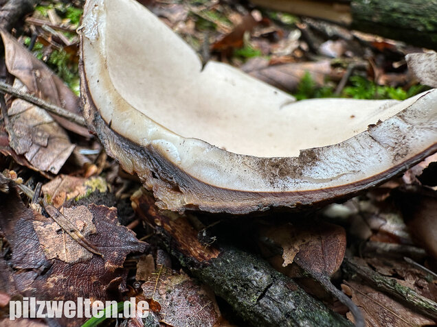 Halskrausen-Erdstern, Geastrum michelianum