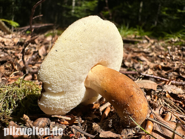 Hasenröhrling, Zimtröhrling, Gyroporus castaneus
