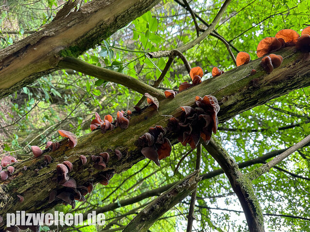 Judasohr, Auricularia auricula-judae