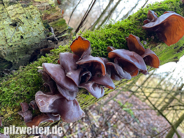 Judasohr, Auricularia auricula-judae