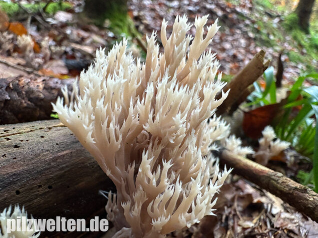 Kammkoralle, Kammförmiger Keulenpilz, Clavulina coralloides
