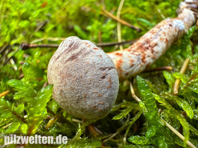 Kupferschuppiger Dickfuß, Cortinarius spilomeus